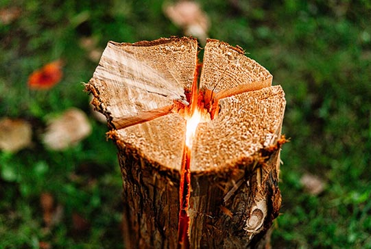 スウェディッシュトーチ(販売品)