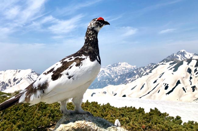 立山黒部アルペンルート